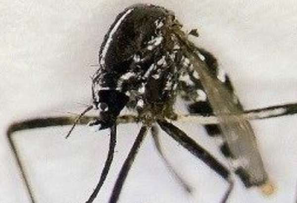 na slovensku sa usidlil nebezpecny tigrovany komar prenasa az 22 roznych virusov