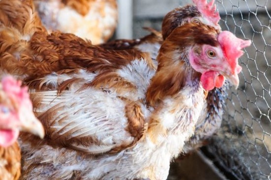 Na Slovensku vyčíňa vtáčia chrípka, chovatelia hydiny a vtáctva si musia dávať pozor