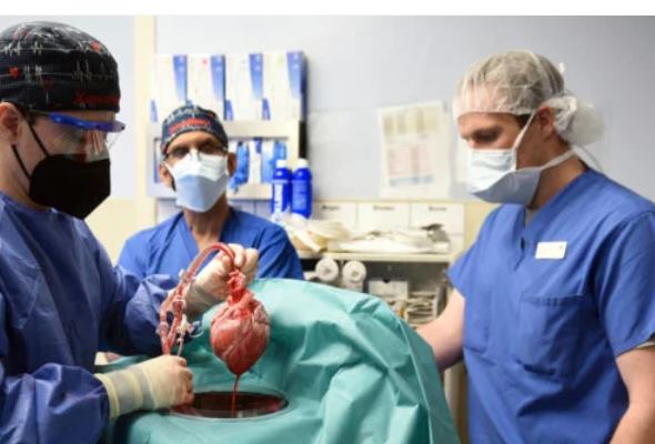 lekari prvykrat transplantovali clovekovi prasacie srdce pacientovi sa zatial dari dobre