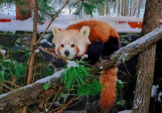 do kosickej zoo pribudlo nove zviera navstevnici sa mozu tesit na samicku pandy cervenej foto