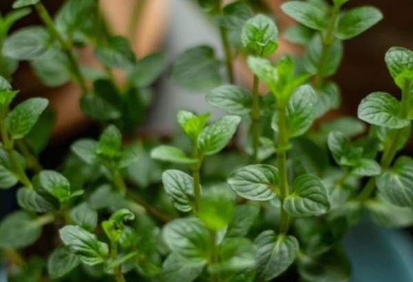 terapia rastlinami naucte sa ktore bylinky mozu byt liekom