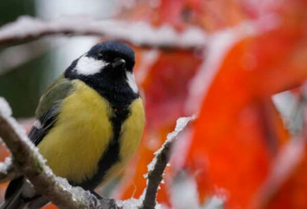tisice ludi scitavali vtactvo pri zimnych krmidlach konal sa 3 rocnik vtacej hodinky