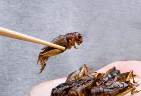 vymenili by ste maso za hmyz pre niekoho nocna mora pre inych mozna zachrana planety