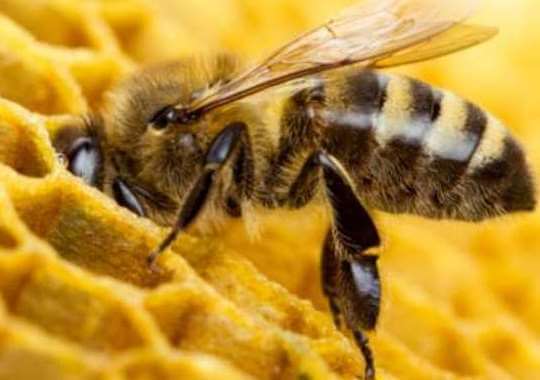 vceli jed znicil agresivne bunky rakoviny prsnika do 60 minut zdrave zostali takmer neporusene