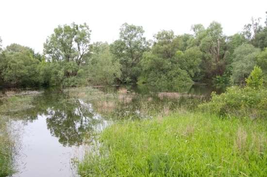 Vodohospodári obnovia protipovodňovú ochranu na Malom Dunaji, vyrúbu viac ako 500 drevín