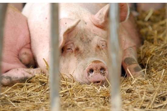 EÚ vo veľkom obchoduje so živými zvieratami, aktivisti bijú na poplach. Slovensko chce pomôcť