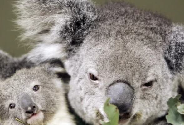 australia vyhlasila koaly za ohrozeny druh ochranari pozaduju od vlady viac