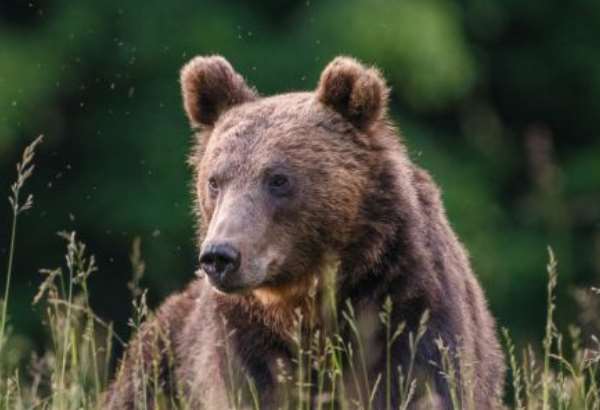 mimovladky castokrat kritizuju odstrel medvedov pre nesulad so smernicou unie envirorezort to vsak vidi inak