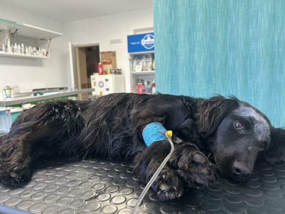 opakovane ho bil a strielal mu do hlavy sud potrestal seniora za obzvlast krute tyranie psa