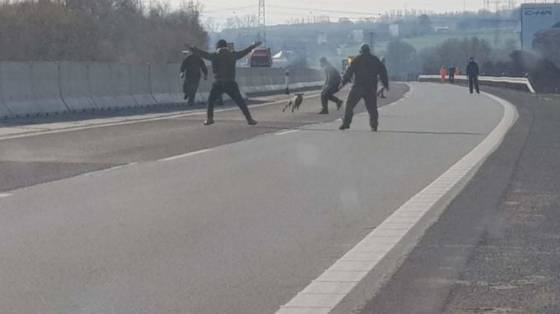 Dopravu na diaľnici D1 zastavili splašené ovce, v Košiciach sa prechádzal diviak (foto)