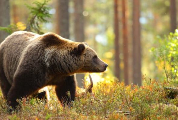 medvede zacali opustat zimne brlohy pri navsteve lesa sa majte na pozore
