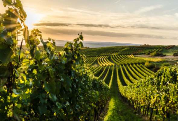 globalne oteplovanie vplyva na chute vin vinohradnici so zmenou bojuju rozne