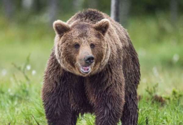 populacia medvedov musi byt eliminovana reaguje ministerstvo na tragediu v demanovskej doline