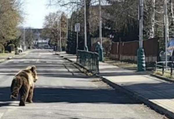 v uliciach liptovskeho mikulasa behal medved hlasia zranene osoby