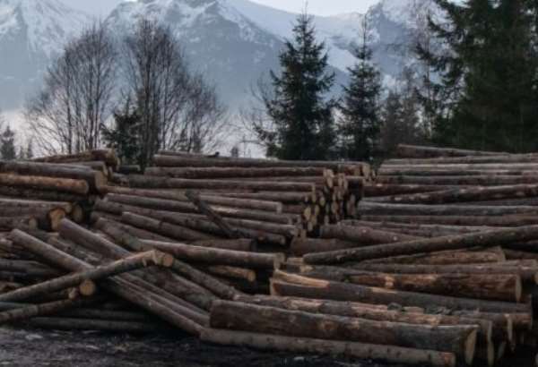 na viacerych miestach v tatranskom narodnom parku sa dalej tazi drevo upozornuje iniciativa my sme les