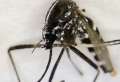 komar tigrovany podla uradu verejneho zdravotnictva zatial nepredstavuje riziko na slovensku nema co prenasat
