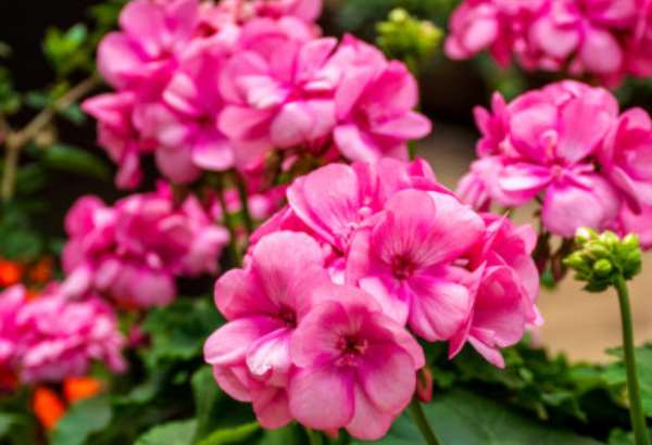 ako prebudit muskaty zo zimneho spanku takto ich nastartujete do sezony plnej kvetov