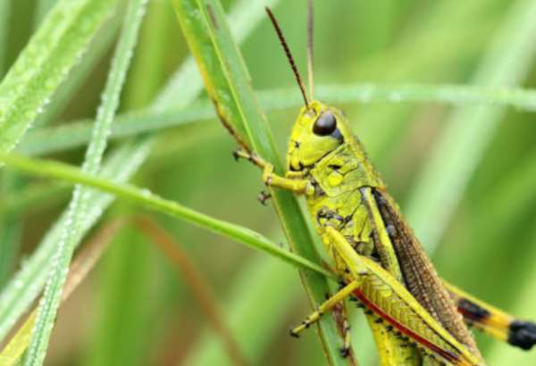 na slovensku pribudaju nove druhy kobyliek a konikov ekolog zo sav o nich hovoril v argentine