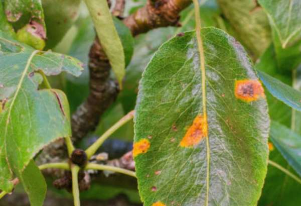 hrdzave skvrny na listoch mozu znicit urodu toto je tichy nepriatel hrusiek ktoreho nepodcente