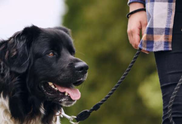 voditko rozhoduje viac nez si myslite aka dlzka je pre psa naozaj spravna