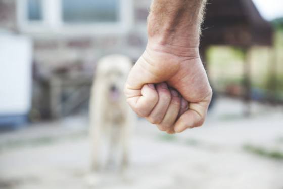 Muž zo Šaštína čelí obvineniam z týrania zvierat, psa zbil do bezvedomia