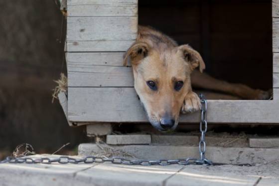 Zákon o zákaze držania psov na reťaziach prerokujú poslanci na začiatku mája