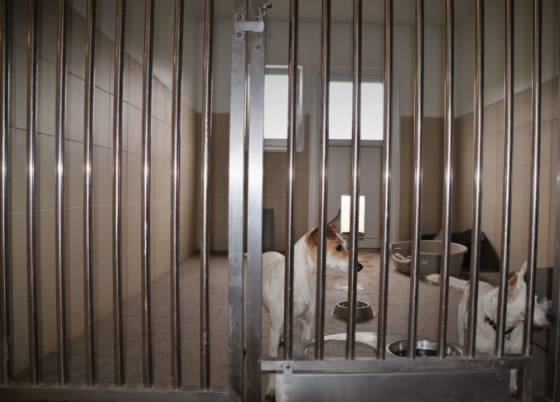 v kosiciach uz opat funguje karantenna stanica pre tulave psy