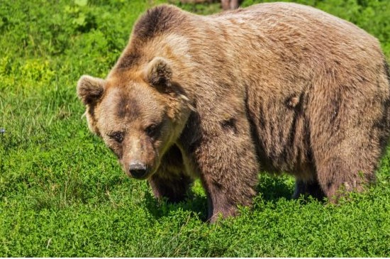 Ochranári odporúčajú ľuďom obmedziť pohyb v prírode, začína sa obdobie ruje medveďov