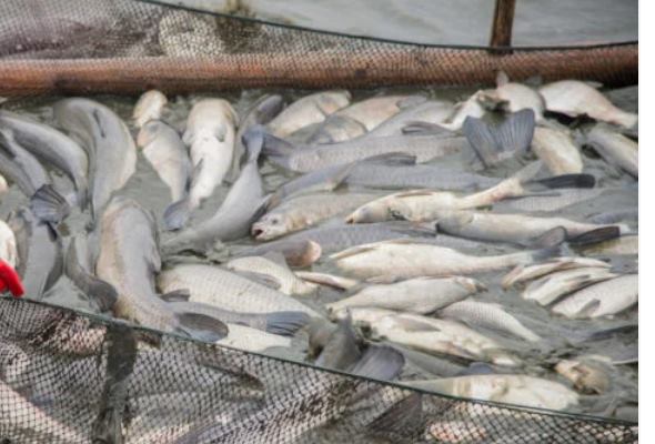 inspekcia zivotneho prostredia vysetruje uhyn ryb v slatine dolezite su aj dokazy od obcanov