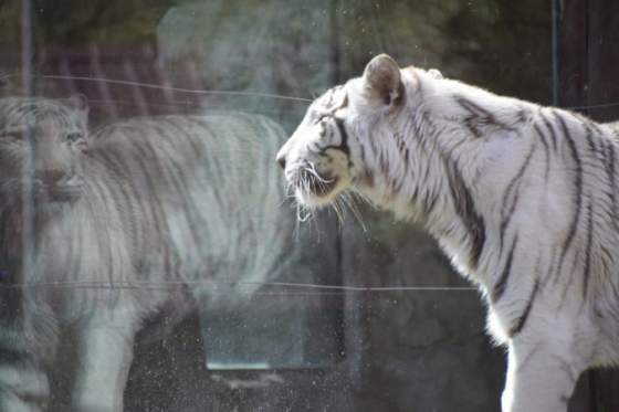 bratislavska zoo musela utratit bielu tigricu a viac tieto selmy chovat nebude shilang sa dozila takmer 18 rokov