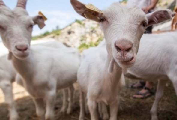 populacia hospodarskych zvierat v eu nadalej klesa najprudsi pokles zaznamenali u koz