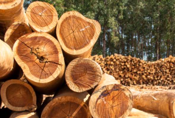 ministerstvo podohospodarstva chysta navrh novely zakona tykajuci sa nelegalne vytazeneho dreva