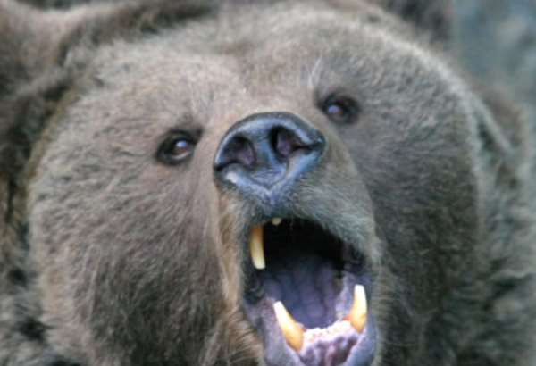 na turistickej trase nad obcou pribylina zautocil medved manzelsky par prekvapil na oddychovom mieste