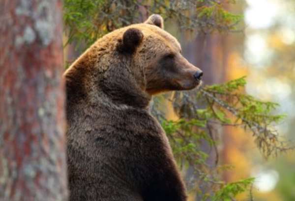 beziaci medved zrazil v hustom lesnom poraste lesnika padli aj tri vystrely