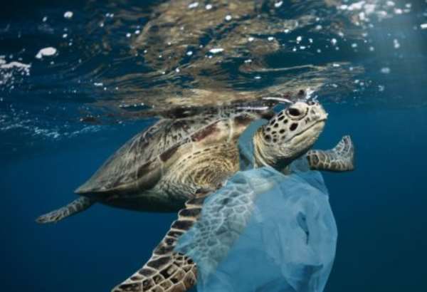 co sposobuju plastove slamky v oceanoch video o korytnacke otriaslo svetom