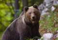 stredoslovenska obec upozornuje na zvyseny pocet medvedov ziada obcanov o zvysenu pozornost a opatrnost