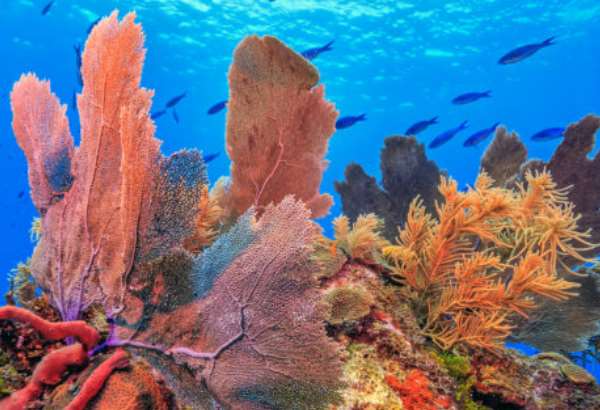 Klimatické zmeny zapríčinili štvrté masové blednutie Veľkej koralovej baréry 