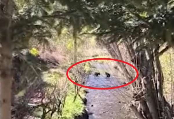 v okoli zvolena sa pohybuje medvedica s mladatami rodinku zahliadli aj na vychode slovenska video