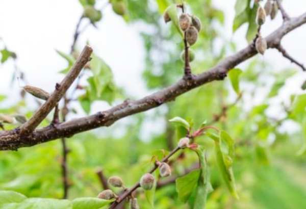 slovensko cakaju mrazive noci ovocinari su v pohotovosti uz kratky pokles teploty moze znicit urodu