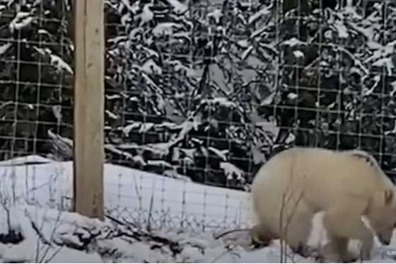 Spozorovali vzácneho bieleho medveďa grizzlyho, odborníci majú však obavy (video)