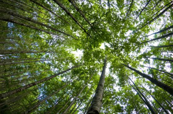 mastercard rozsiruje obnovu lesov v ramci programu priceless planet coalition