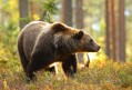 lesy sr odmietaju budajove slova o tom ze vnadia a prikrmuju medvede podozrenia prisla preverit aj policia