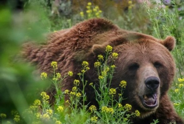 Turisti sa v Tatrách medveďov báť nemusia, stačí ak budú dodržiavať zopár odporúčaných pravidiel 