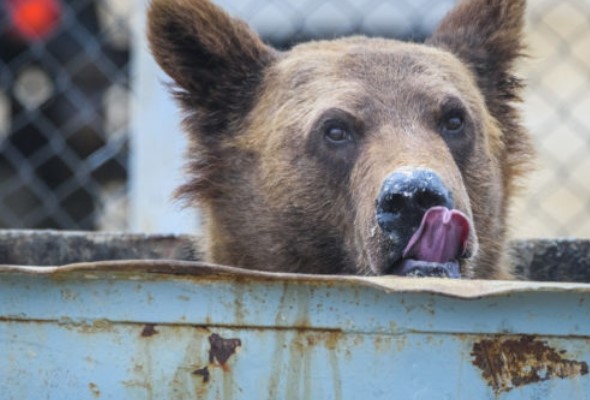 budajovo ministerstvo chce pomoct obciam ktore maju problem s kontajnerovymi medvedmi