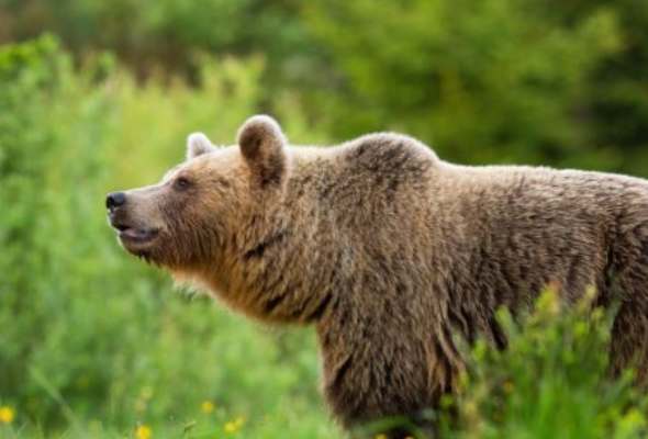 medved dobity na smrt mal stovky zdielani zasahovy tim vyzyva nesirit paniku s neoverenymi informaciami