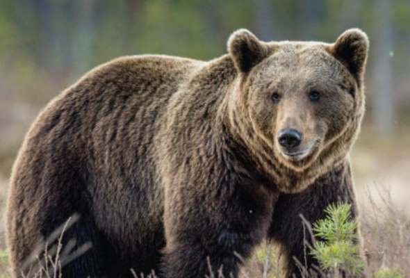 banskobystricky kraj ziada zber dat o vyskyte medveda na polane su ich stovky