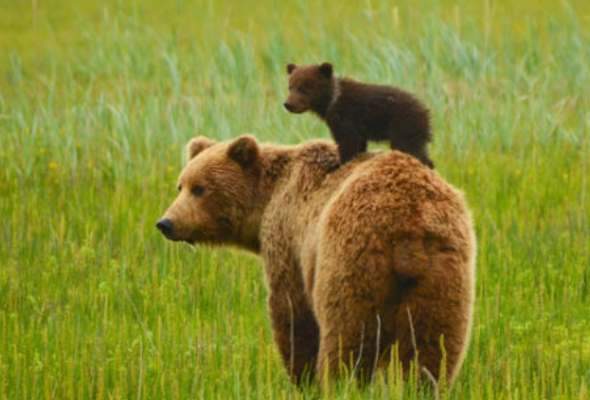 ochranari pomohli medviedatu pri lubochni uviazlo v lesnom poraste