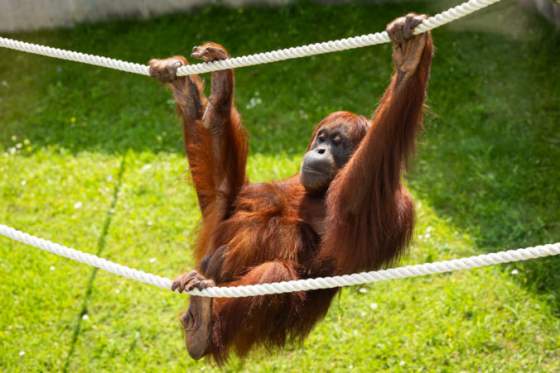 bratislavska zoologicka zahrada oslavuje 64 rokov organizuje workshop a pocet miest je limitovany