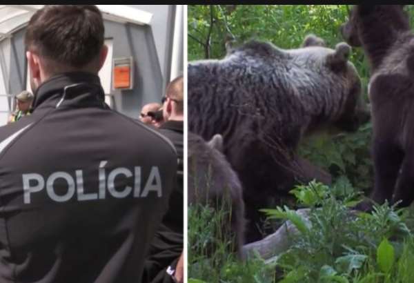 dochodca sa vybral na prechadzku do lesa su tu vsade medvede mohlo sa stat cokolvek hovori svedok