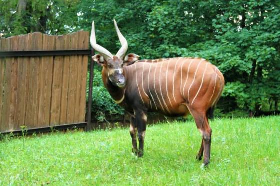 zoologicka zahrada bojnice ma novy prirastok ziskala samca vzacnej antilopy bongo foto